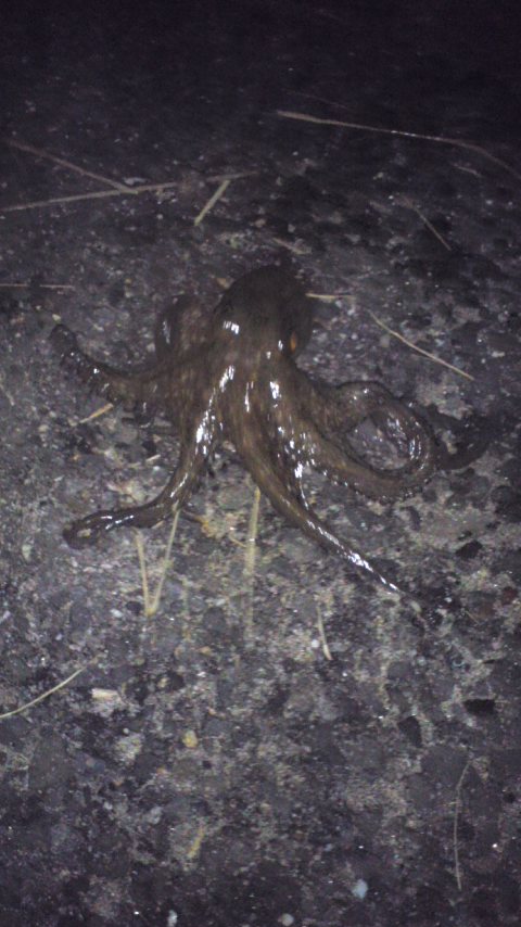 Octopus野郎