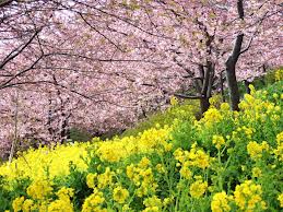 さくら開花☆