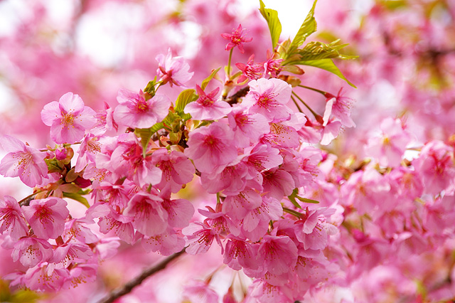 桜の時期ですねー